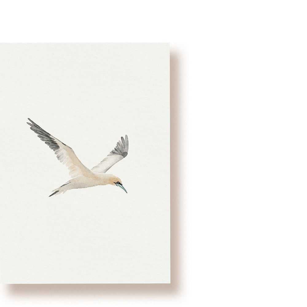 Basstölpel | Postkarte