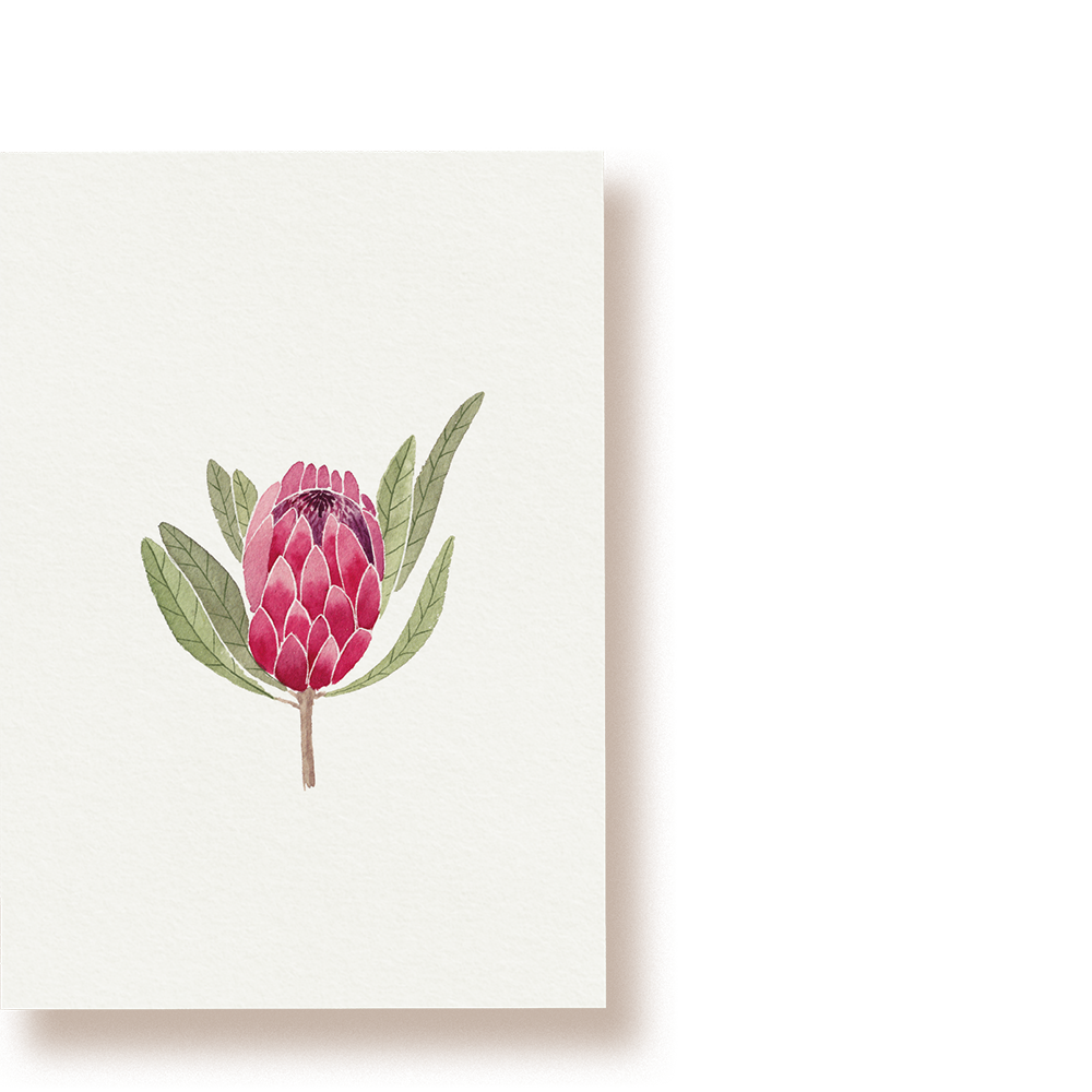 Protea | Postkarte