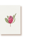 Protea | Postkarte