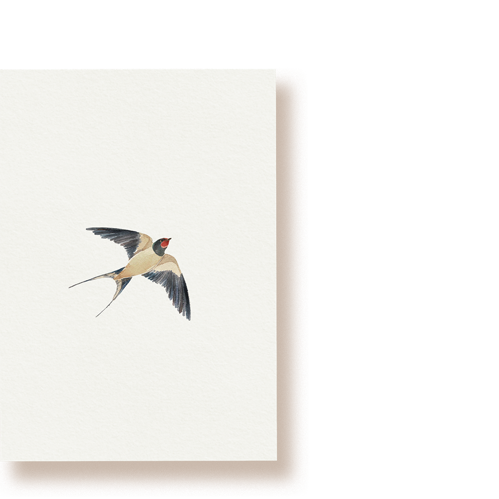 Rauchschwalbe | Postkarte