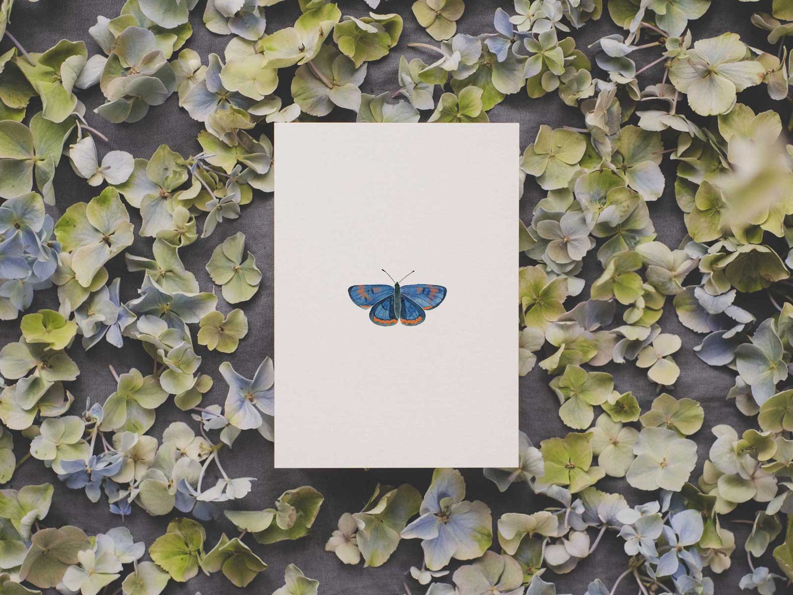 Blauschillernder Feuerfalter | Postkarte