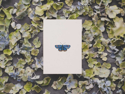 Blauschillernder Feuerfalter | Postkarte