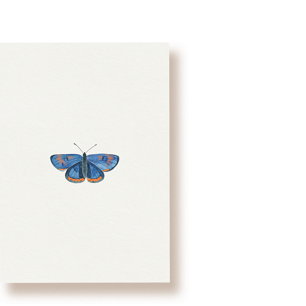 Blauschillernder Feuerfalter | Postkarte