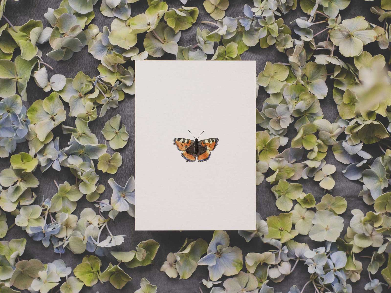 Kleiner Fuchs | Postkarte