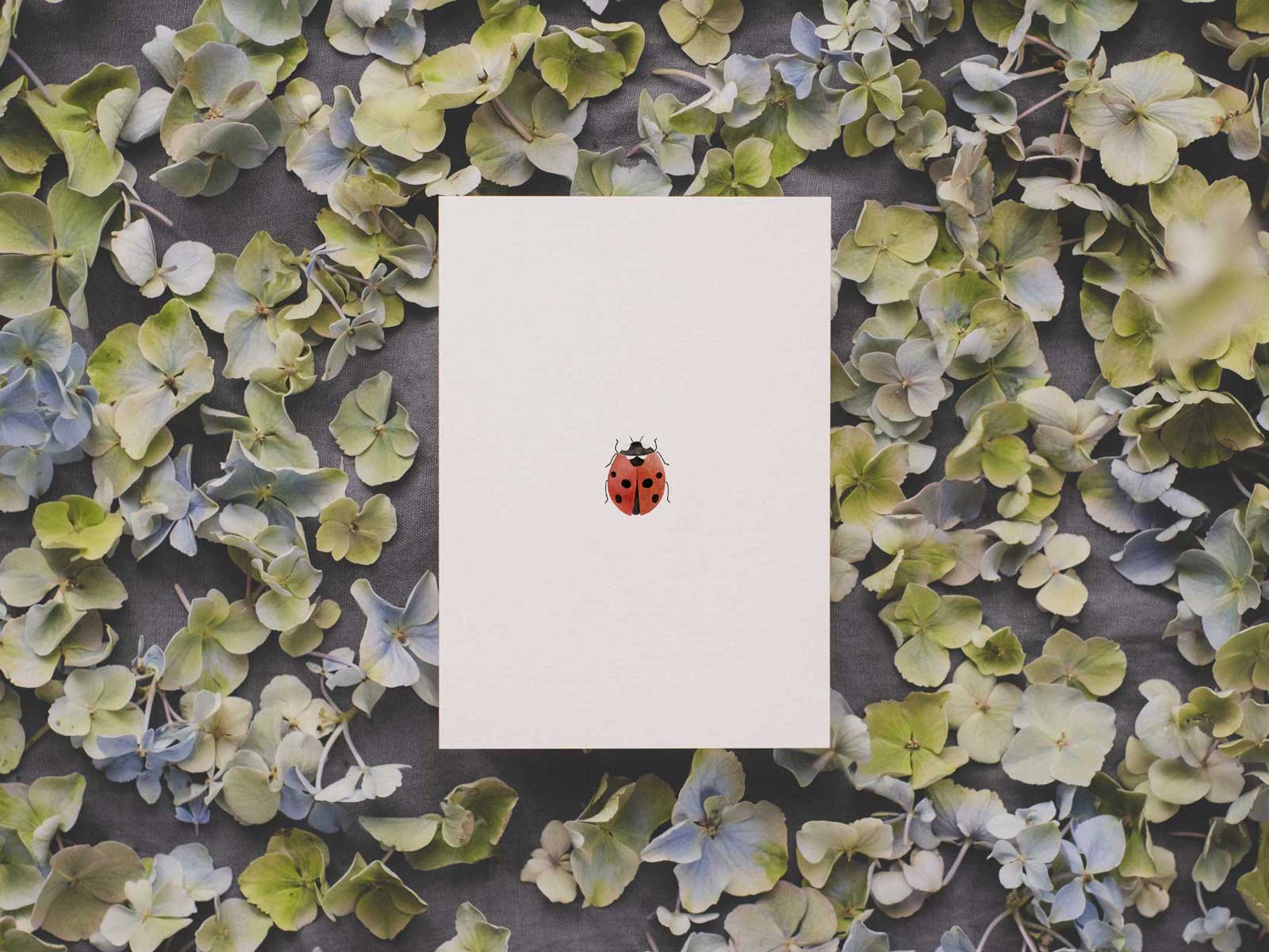 Marienkäfer | Postkarte