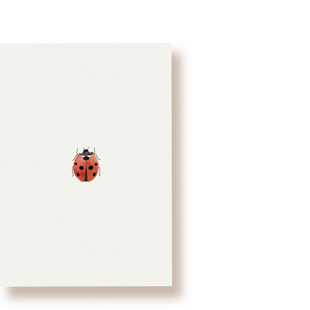 Marienkäfer | Postkarte