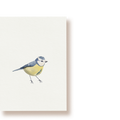 Blaumeise | Postkarte