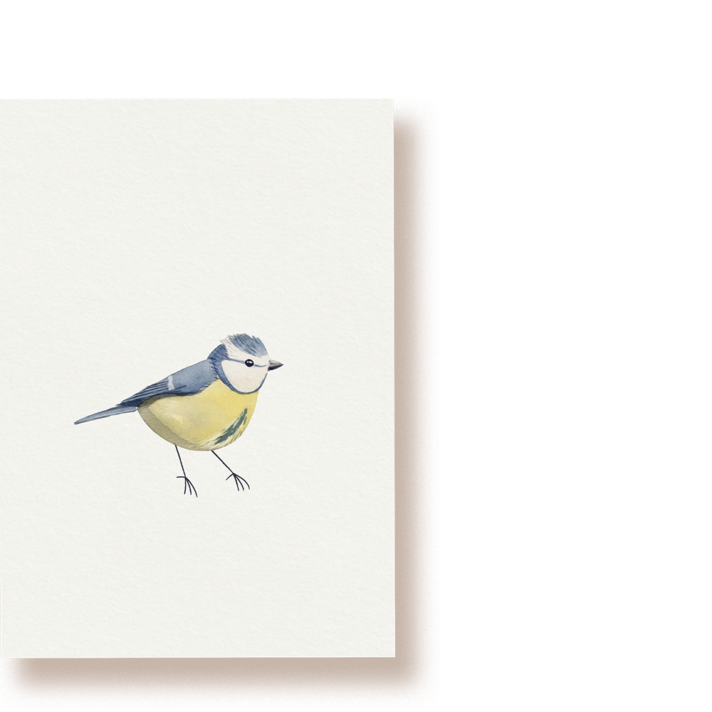 Blaumeise | Postkarte