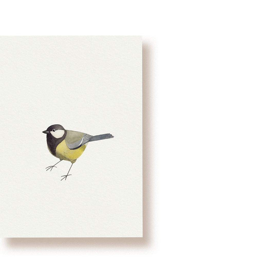 Kohlmeise | Postkarte