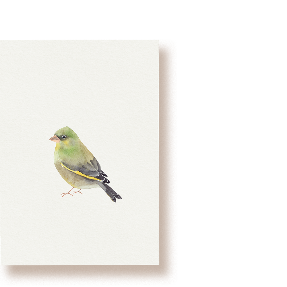 Grünfink | Postkarte