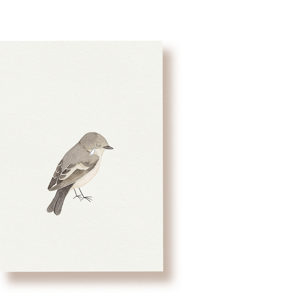 Trauerschnäpper | Postkarte