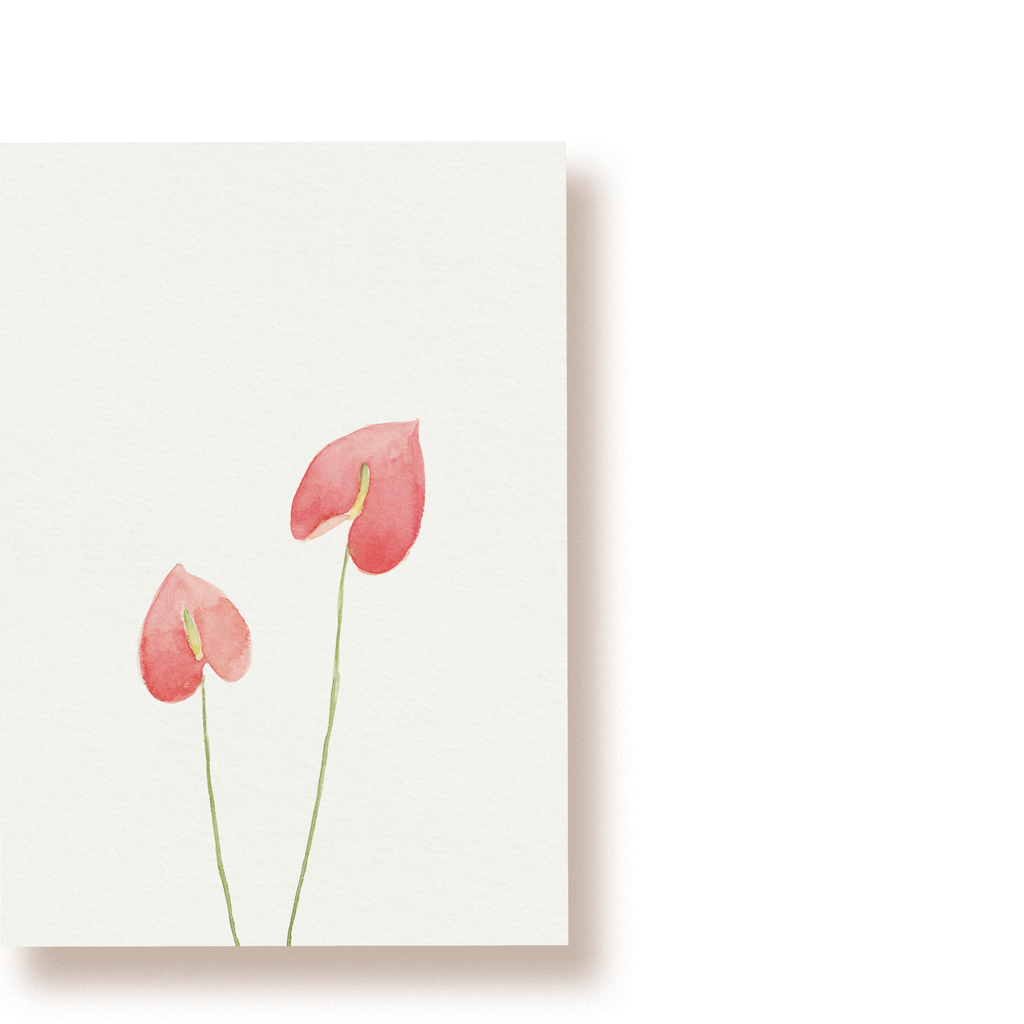 Flamingoblumen (Anthurien) | Postkarte