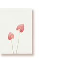 Flamingoblumen (Anthurien) | Postkarte