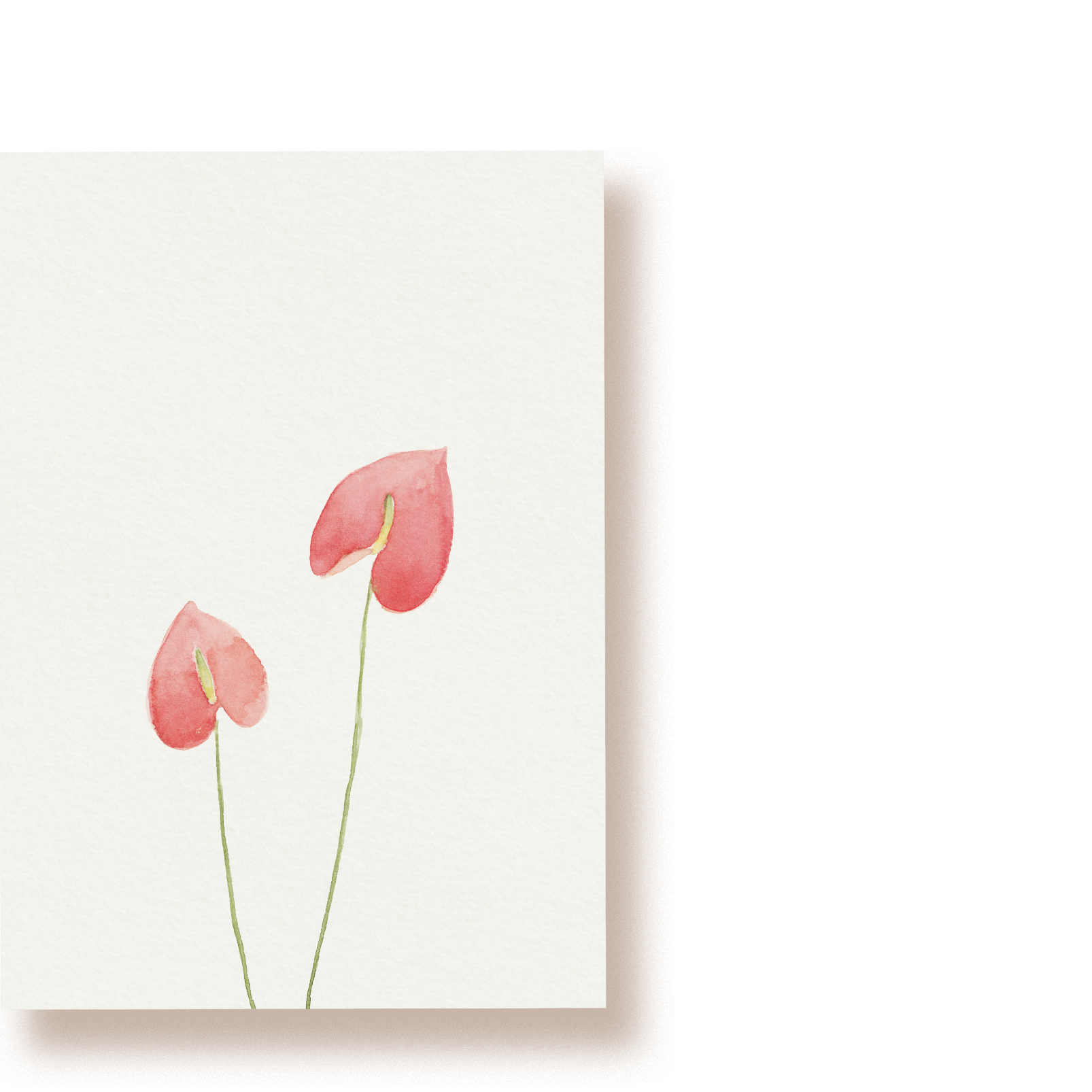 Flamingoblumen (Anthurien) | Postkarte