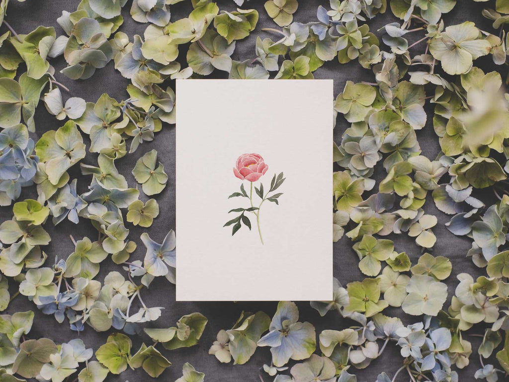 Pfingstrose | Postkarte