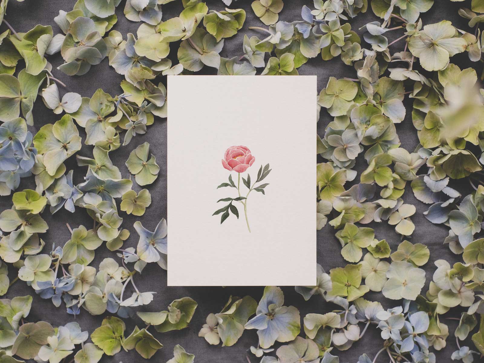 Pfingstrose | Postkarte