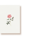 Pfingstrose | Postkarte