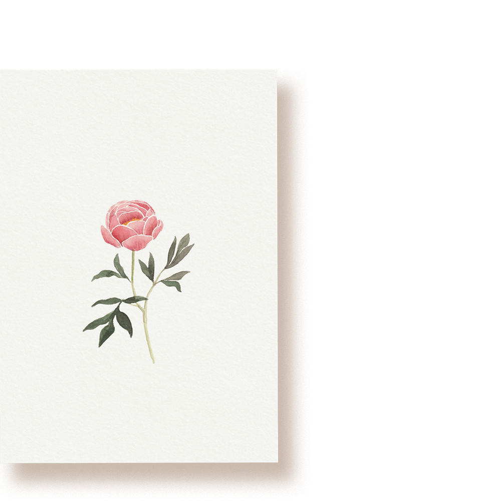 Pfingstrose | Postkarte