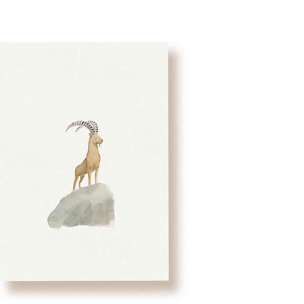 Steinbock | Postkarte