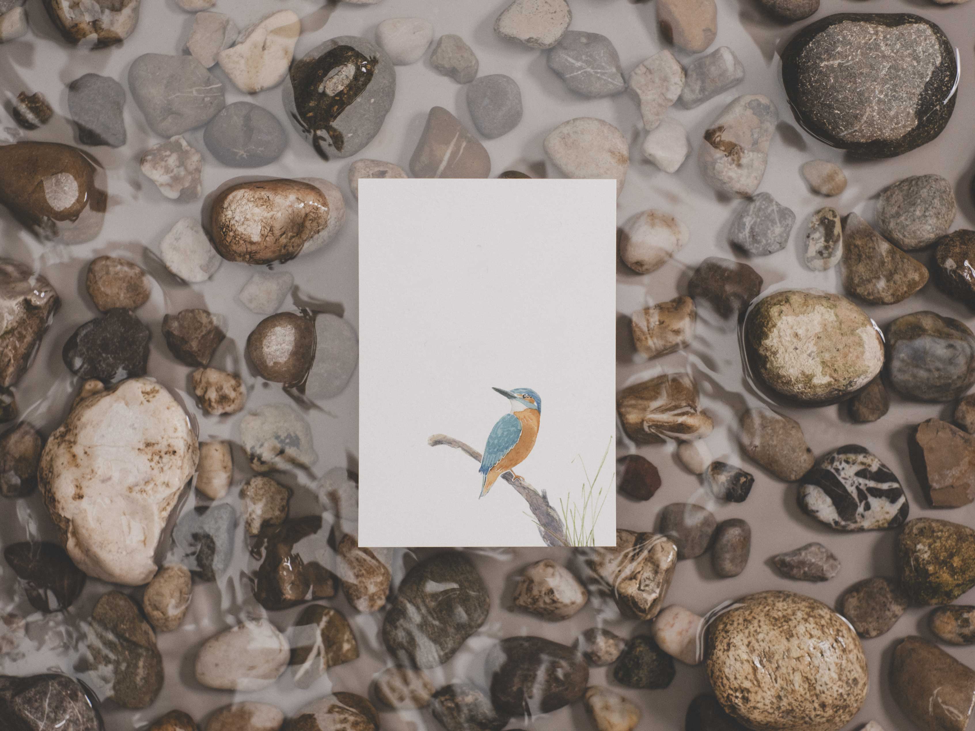 Eisvogel | Postkarte
