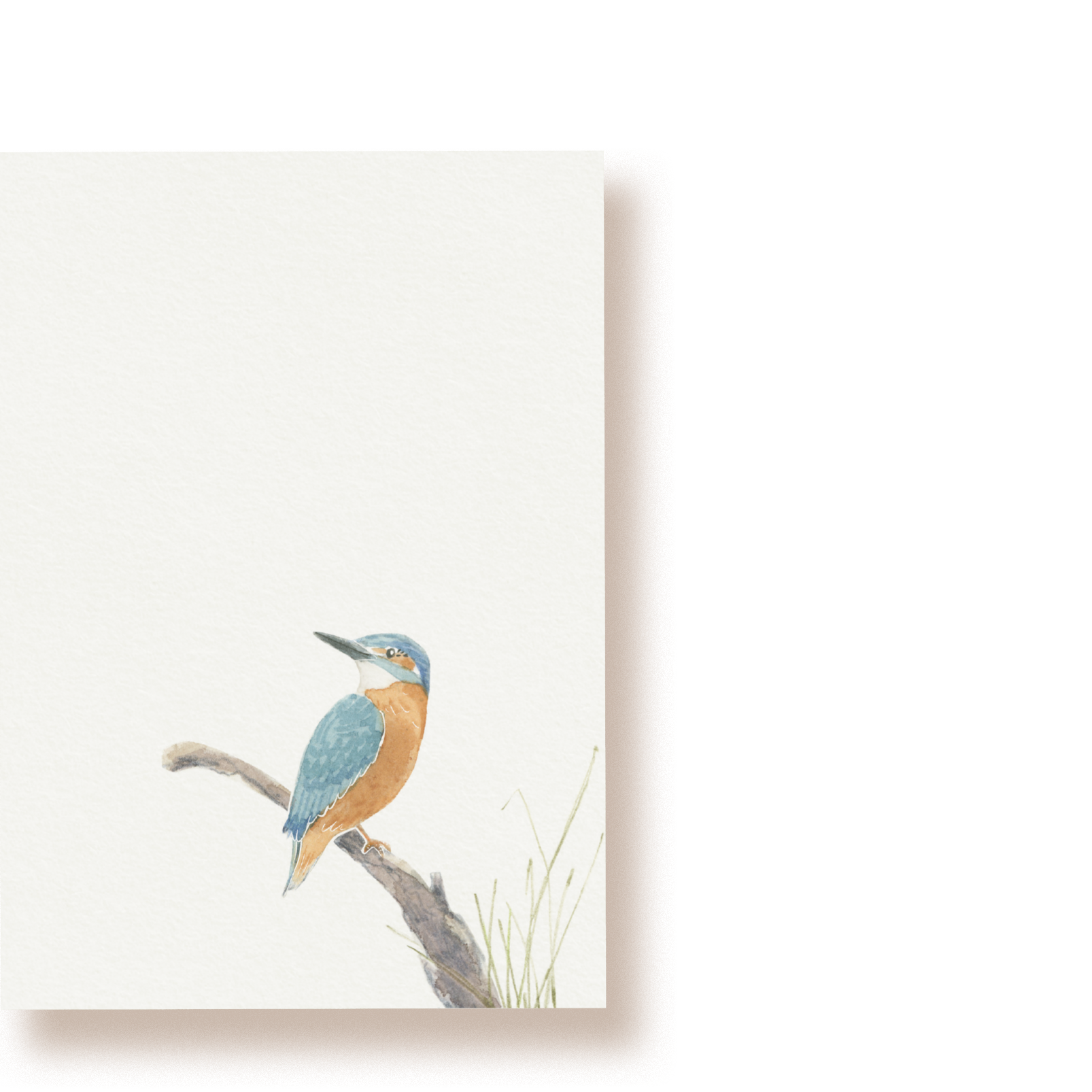 Eisvogel | Postkarte