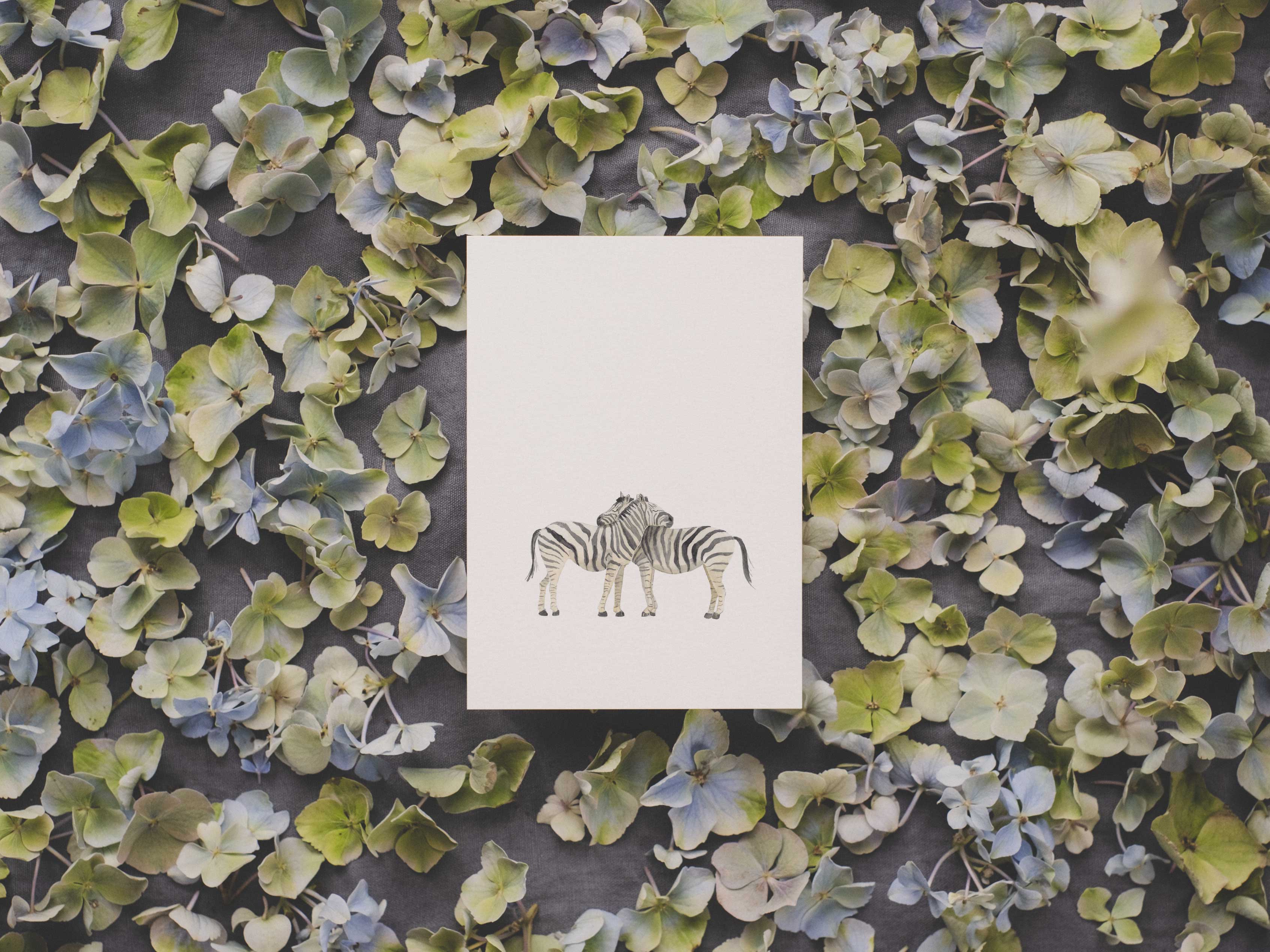 Zebras | Postkarte
