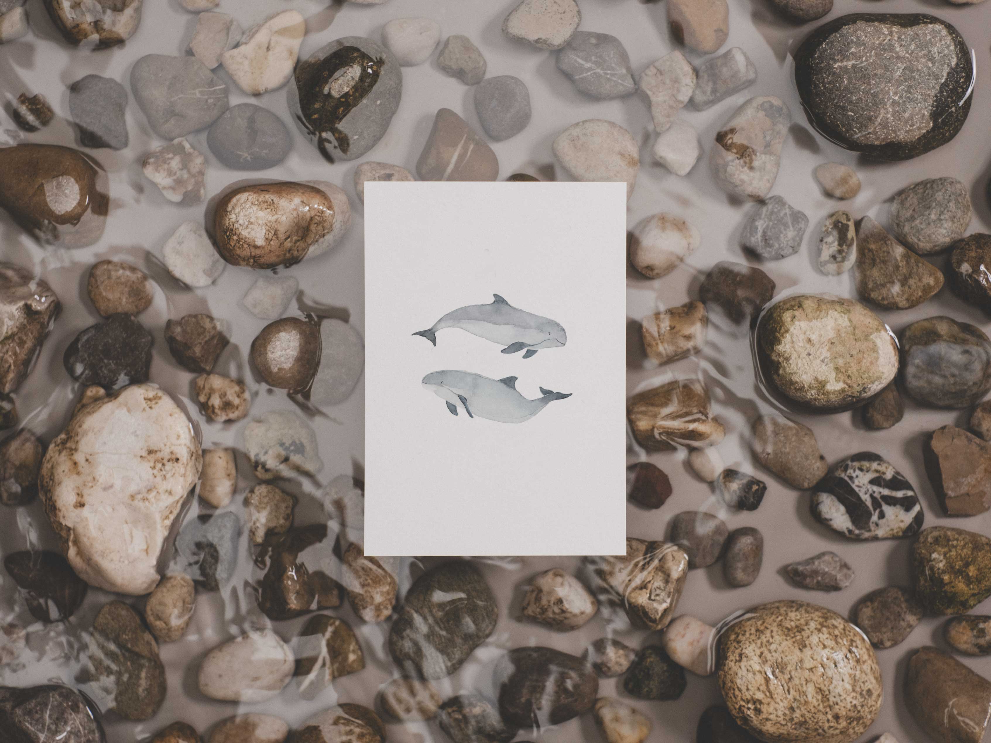 Schweinswale | Postkarte