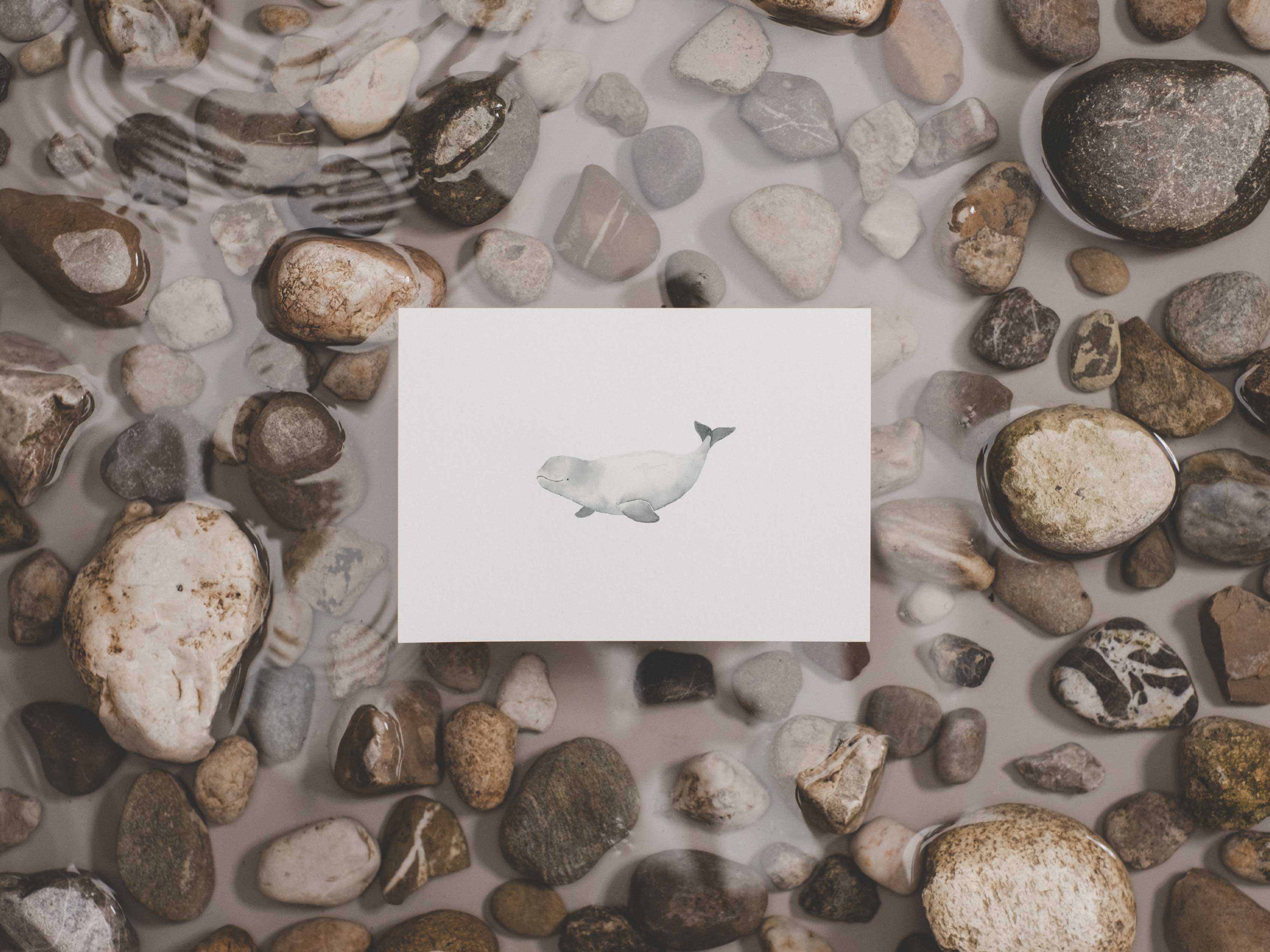 Beluga | Postkarte