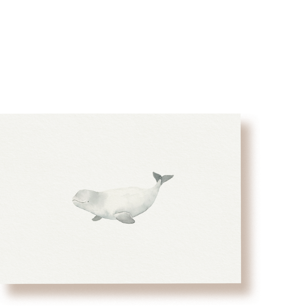 Beluga | Postkarte