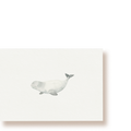 Beluga | Postkarte
