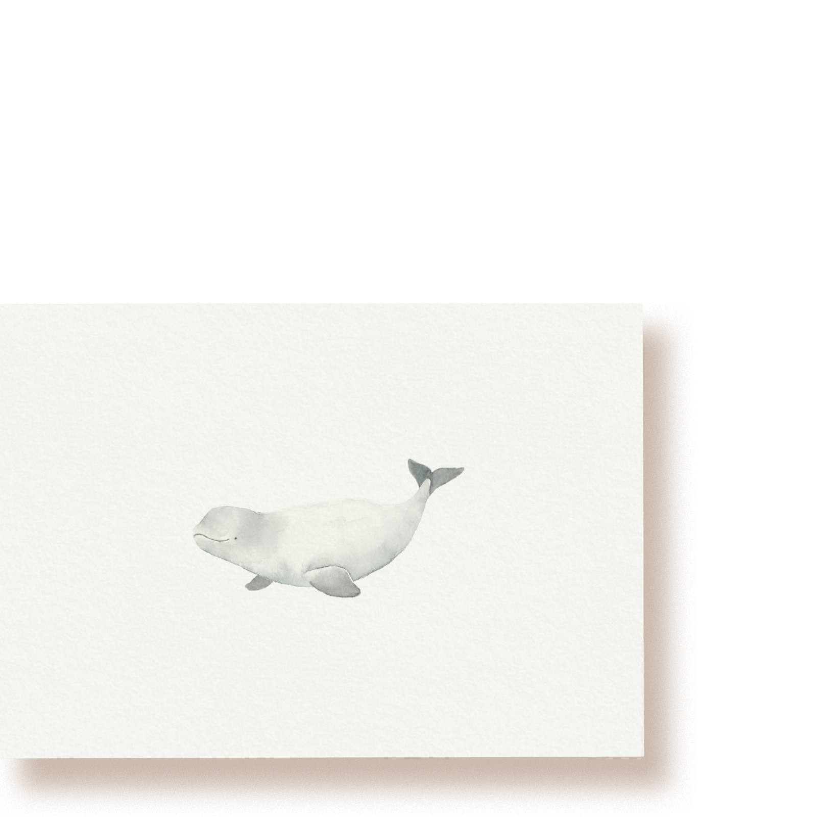 Beluga | Postkarte